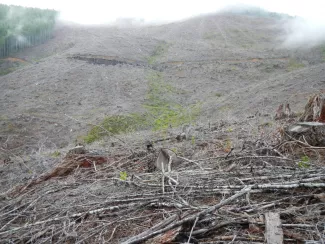 clearcut slope crossed